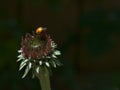 Ladybug on Echinacea