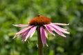 Ladybug On Echinacea Flower On Green Background. Also Known As Purple Coneflower