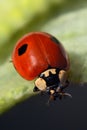Ladybug macro - ladybug on the edge of a leaf closeup - red ladybug - gargarita Royalty Free Stock Photo