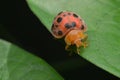 ladybug on the edge of the leaf