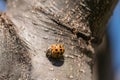 Ladybug Exploring