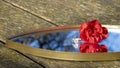 Ladybug exploring a red rose and a solitaire diamond ring, placed on a mirror, in the middle of nature