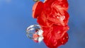 Ladybug exploring a red rose and a solitaire diamond ring, placed on a mirror, in the middle of nature