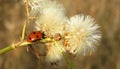 Ladybug on faded plant in the garden, closeup Royalty Free Stock Photo