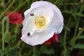 Ladybug Fallen on White Peace Poppy