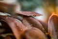 Ladybug on fallen leaves in autumn. Blurred background. Cloudy day