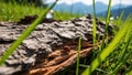 Ladybug on a Fallen Tree Trunk with Dew Drops and Grass in a Natural Environment Royalty Free Stock Photo