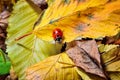 Ladybug on the fallen yellow leaves in the fall.