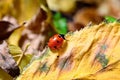 Ladybug on the fallen yellow leaves in the fall.