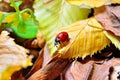 Ladybug on the fallen yellow leaves in the fall.