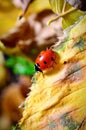 Ladybug on the fallen yellow leaves in the fall.