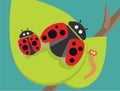 Ladybug family on green leaf Royalty Free Stock Photo