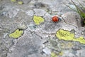 Ladybug faring