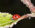 Ladybug feeding on aphids. Extreme close-up. Royalty Free Stock Photo