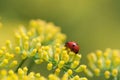 Ladybug on fennel flower Royalty Free Stock Photo