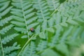 Ladybug on fern Royalty Free Stock Photo