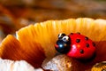 Ladybug figure closeup on a big mushroom with orange beam