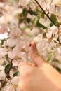 Ladybug on the finger on the background of a flowering Apple tree Royalty Free Stock Photo