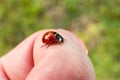 Ladybug on a finger