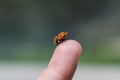 Ladybug on fingertip