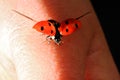 Ladybug Flies From the Hand of a Young Child Royalty Free Stock Photo