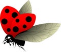 Ladybug flies with wings spread Royalty Free Stock Photo