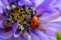 Ladybug Purple Amemone Floret 01 Royalty Free Stock Photo