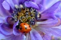 Ladybug Purple Amemone Floret 02 Royalty Free Stock Photo