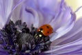 Ladybug Purple Amemone Floret 04