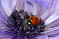 Ladybug Purple Amemone Floret 05 Royalty Free Stock Photo