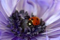 Ladybug Purple Amemone Floret 05