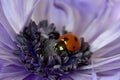 Ladybug Purple Amemone Floret 06