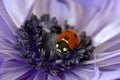 Ladybug Purple Amemone Floret 07 Royalty Free Stock Photo