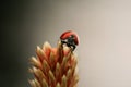Ladybug on flower Royalty Free Stock Photo