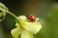 Ladybug on flower Royalty Free Stock Photo