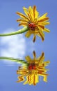 Ladybug on flower above water with reflection