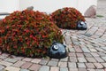 Ladybug flower bed on tha Streets of Kaunas old town