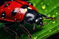 Ladybug on flower close up photo