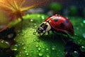 Ladybug on flower close up photo