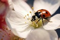 Ladybug on flower close up photo