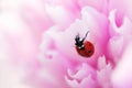 Ladybug on a flower closeup. Macro of a ladybug.