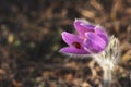 Ladybug on a flower of dream-grass. Pulsatilla patens on a blurred background in selective focus Royalty Free Stock Photo