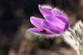 Ladybug on a flower of dream-grass. Pulsatilla patens on a blurred background in selective focus Royalty Free Stock Photo