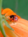 Ladybug on the flower