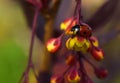 Ladybug on flower, lady-beetle, ladybird Royalty Free Stock Photo