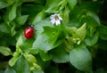 Ladybug and a flower