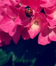 Ladybug on the flower - macro. Royalty Free Stock Photo