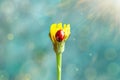 Ladybug on flower. Macro photo of nature Royalty Free Stock Photo