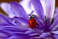 Ladybug Purple Petal Flower Crawl 01