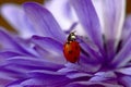Ladybug Purple Petal Flower Crawl 02